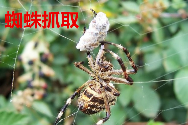 天津市居住证积分管理实施细则